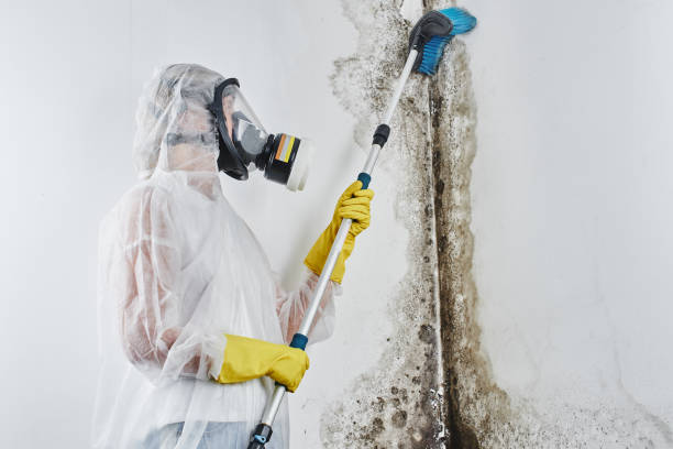 Best Commercial Mold Removal  in Benson, AZ