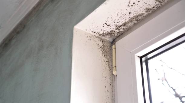 Best Residential Mold Removal  in Benson, AZ