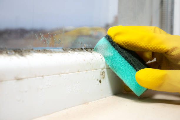 Best Fast Mold Removal  in Benson, AZ