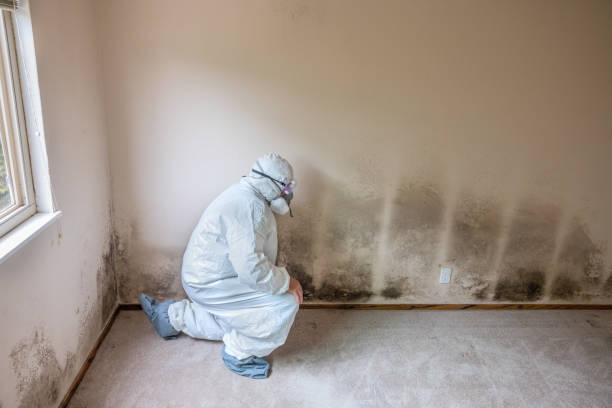 Reliable Benson, AZ Mold Removal Solutions