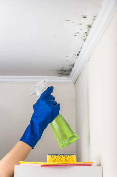 Best Emergency Mold Removal  in Benson, AZ